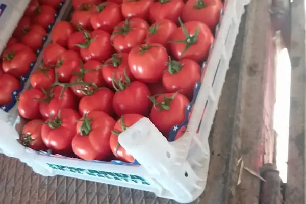 Konaklı toptancı hali - Resim 9