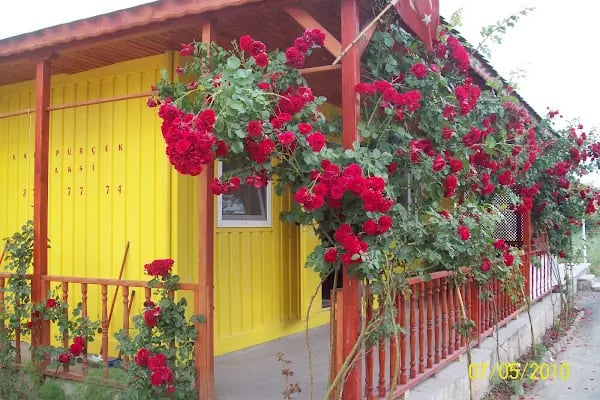 Karapürçek Taksi - Resim 14