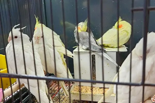 Alaşehir Çağdaş Petshop - Resim 5