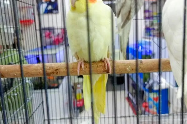 Alaşehir Çağdaş Petshop - Resim 2