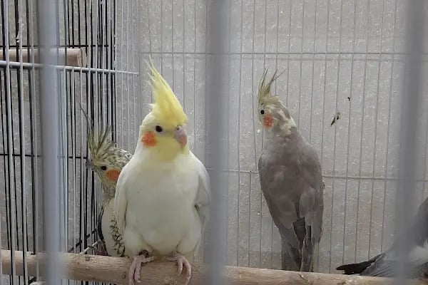 Alaşehir Çağdaş Petshop - Resim 8