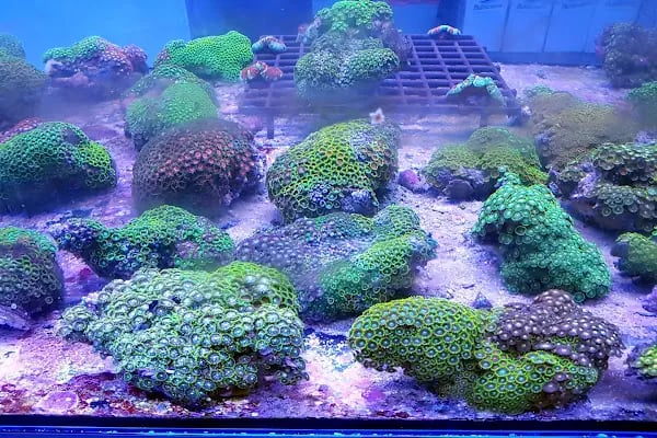 Ömer Akvaryum &amp; Petshop - Resim 4