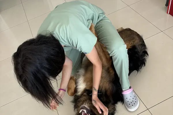 Petrium Veteriner Kliniği - Resim 6