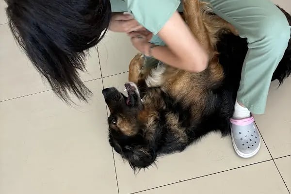 Petrium Veteriner Kliniği - Resim 8