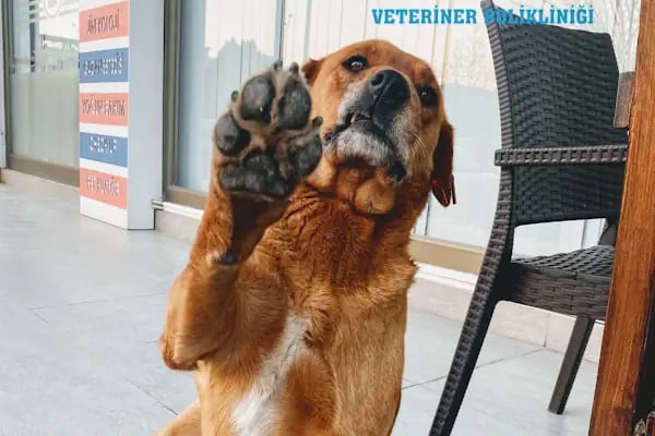 Central Animal Bornova Veteriner Polikliniği - Resim 10