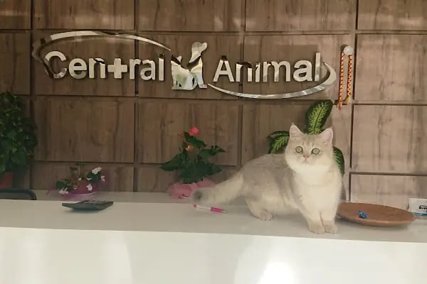 Central Animal Bornova Veteriner Polikliniği - Resim 1