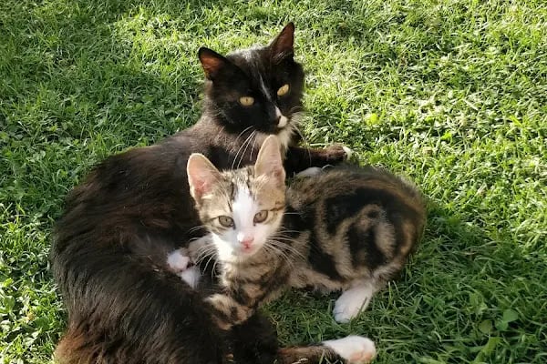 Pati Pursaklar Veteriner Kliniği - Resim 10