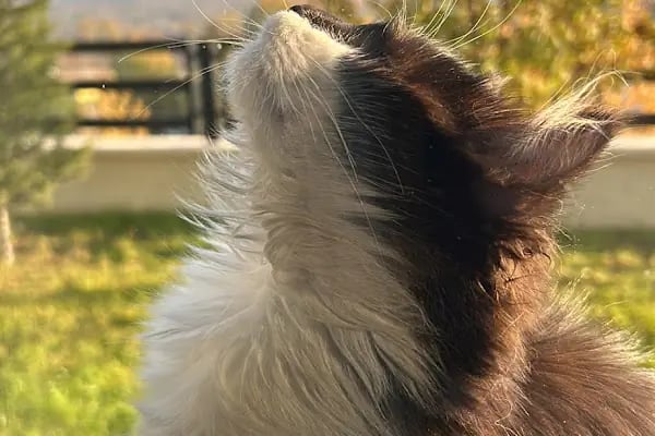 Pati Pursaklar Veteriner Kliniği - Resim 11