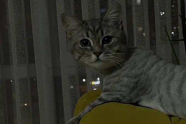 Pati Pursaklar Veteriner Kliniği - Resim 15