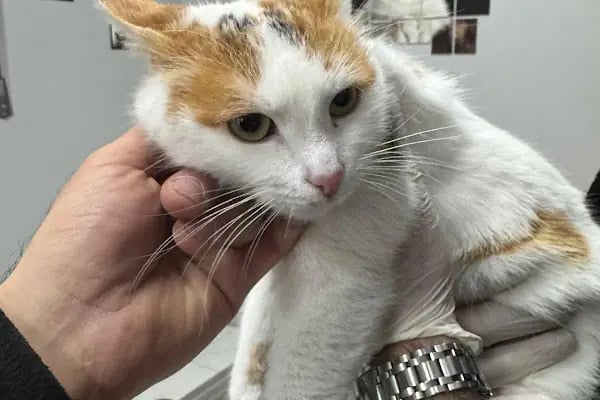 Pati Pursaklar Veteriner Kliniği - Resim 7