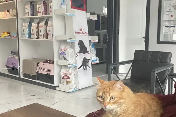 Denizli ALBAYRAK VETERİNER KLİNİĞİ VE HAYVAN SAĞLIĞI MERKEZİ - Resim 10