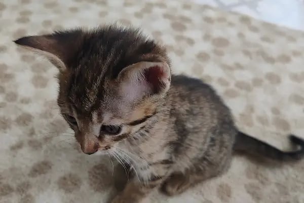 Denizli ALBAYRAK VETERİNER KLİNİĞİ VE HAYVAN SAĞLIĞI MERKEZİ - Resim 16