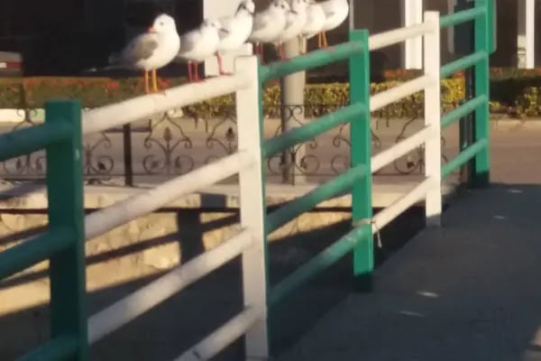 Gemlik Otogarı - Resim 19