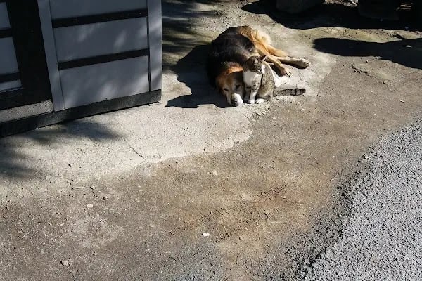 Akıntıburnu Set Üstü Konutları - Resim 7