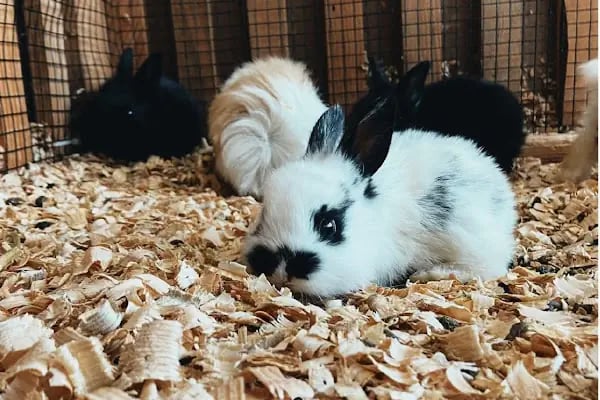 Sakarya Doğa Petshop 5 Serdivan - Resim 17