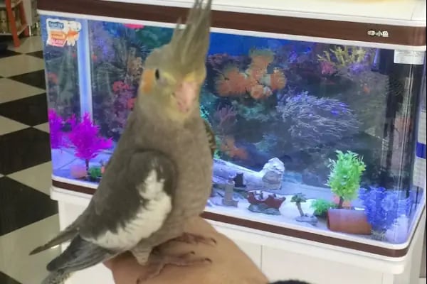 Sakarya Doğa Petshop 5 Serdivan - Resim 8