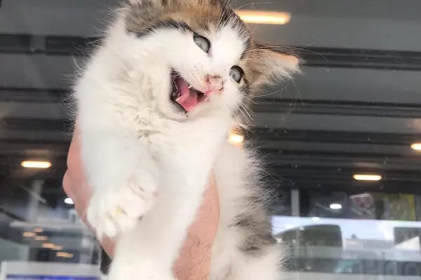 Sakarya Doğa Petshop 5 Serdivan - Resim 12