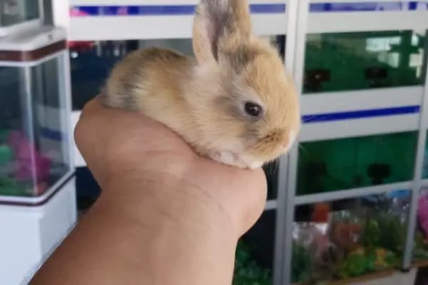 Sakarya Doğa Petshop 5 Serdivan - Resim 11
