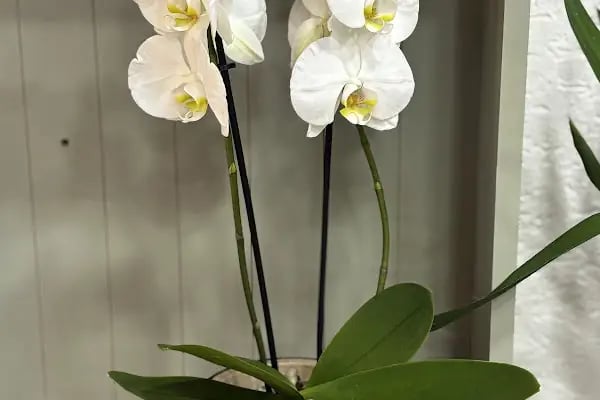 VERA FLOWERS BURSA - Resim 16