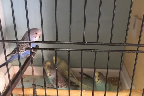 Mert Eren petshop - Resim 2