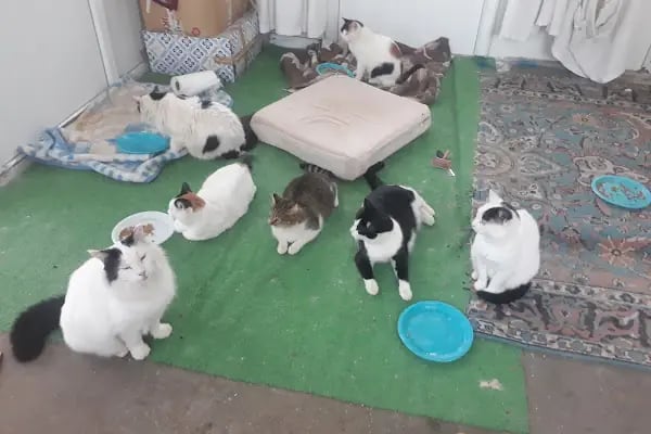 PetMe Veteriner Kliniği - Resim 7