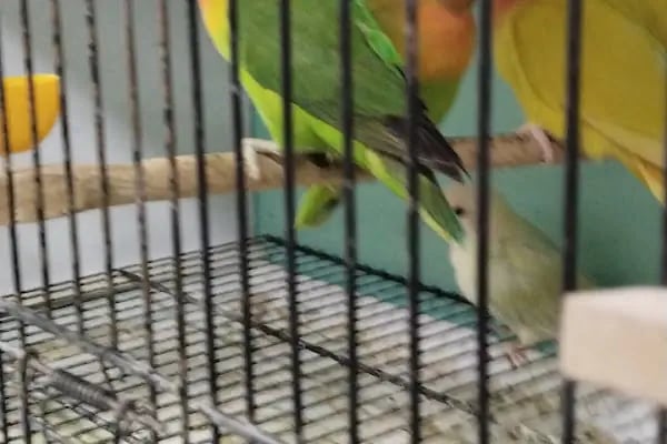 Evcil Pet 54 - Resim 10