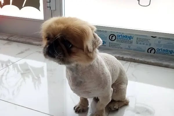 Kestel Veteriner Kliniği - Resim 10