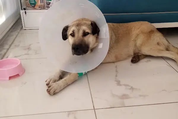Kestel Veteriner Kliniği - Resim 16
