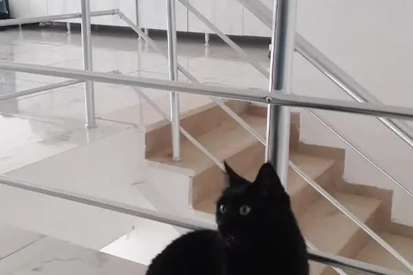 Kestel Veteriner Kliniği - Resim 13