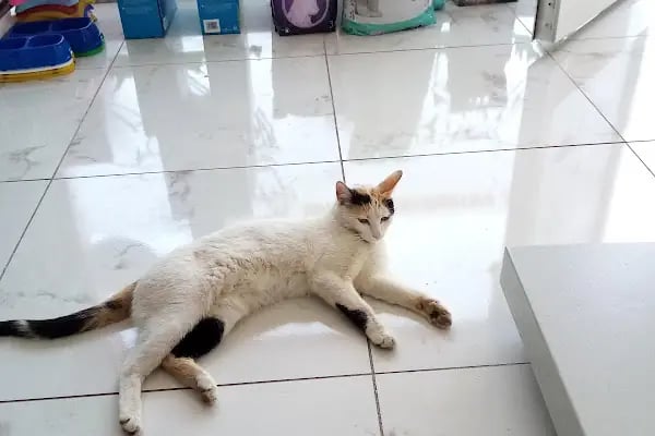 Kestel Veteriner Kliniği - Resim 18