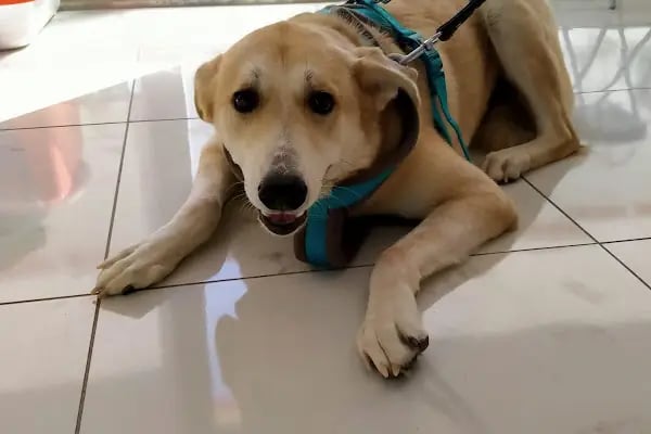 Kestel Veteriner Kliniği - Resim 8