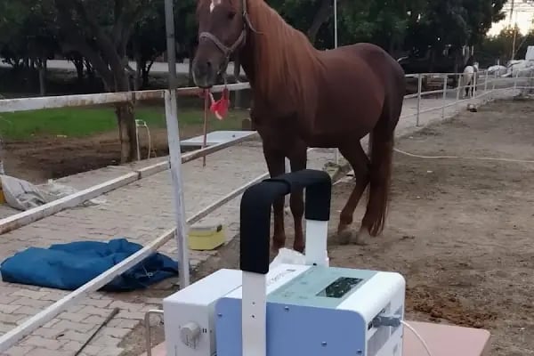 Kestel Veteriner Kliniği - Resim 12