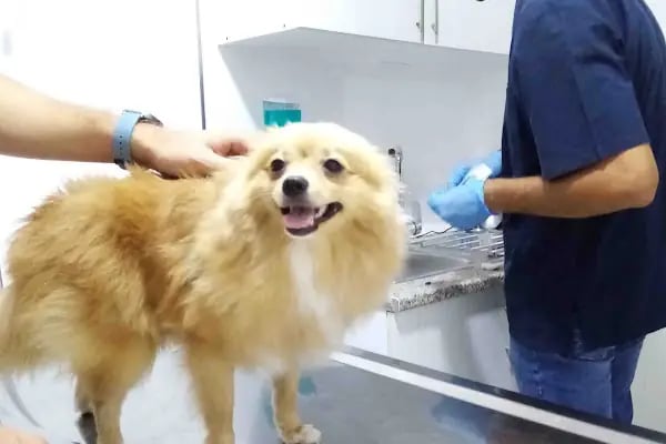 Kestel Veteriner Kliniği - Resim 7
