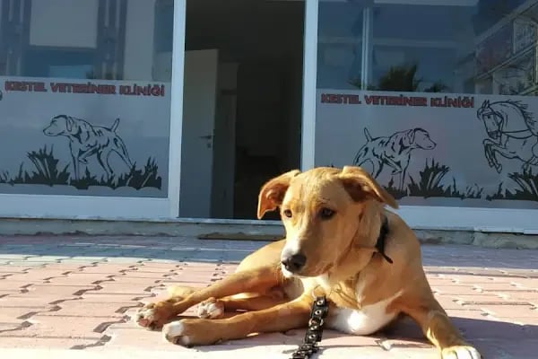 Kestel Veteriner Kliniği - Resim 20