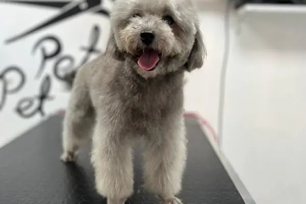 Pet Kuaför | Petibom Kedi Köpek Kuaförü - Resim 18