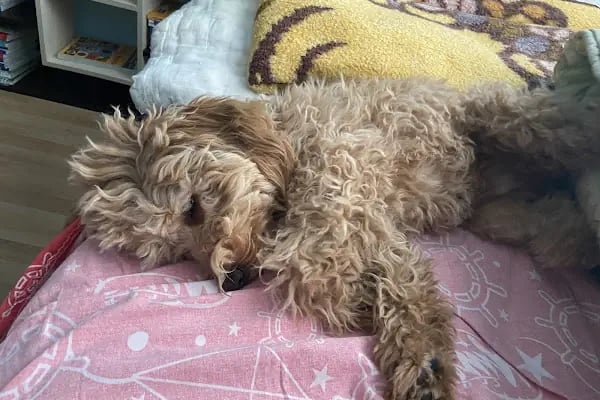 Pet Kuaför | Petibom Kedi Köpek Kuaförü - Resim 12