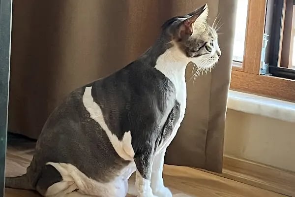 Pet Kuaför | Petibom Kedi Köpek Kuaförü - Resim 9