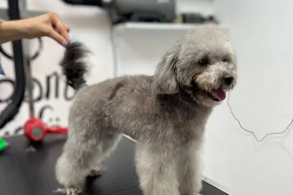 Pet Kuaför | Petibom Kedi Köpek Kuaförü - Resim 17