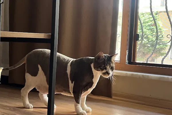 Pet Kuaför | Petibom Kedi Köpek Kuaförü - Resim 8