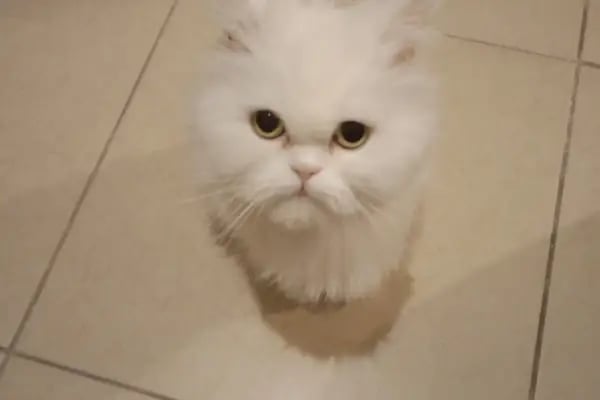 Pet Kuaför | Petibom Kedi Köpek Kuaförü - Resim 15