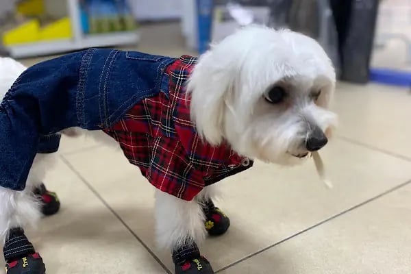 Pet Kuaför | Petibom Kedi Köpek Kuaförü - Resim 16