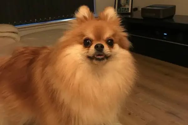Pet Kuaför | Petibom Kedi Köpek Kuaförü - Resim 5