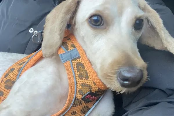 Pet Kuaför | Petibom Kedi Köpek Kuaförü - Resim 14