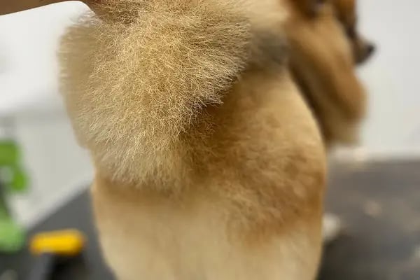 Pet Kuaför | Petibom Kedi Köpek Kuaförü - Resim 7