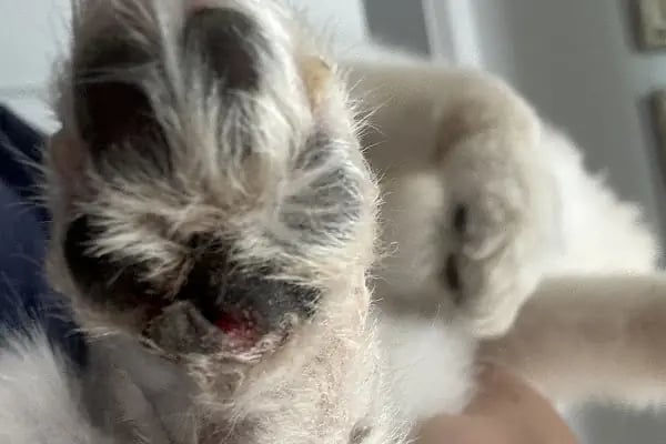 Pet Kuaför | Petibom Kedi Köpek Kuaförü - Resim 13