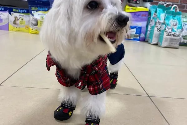 Pet Kuaför | Petibom Kedi Köpek Kuaförü - Resim 3