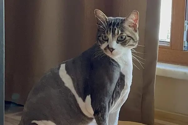 Pet Kuaför | Petibom Kedi Köpek Kuaförü - Resim 19