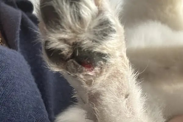 Pet Kuaför | Petibom Kedi Köpek Kuaförü - Resim 20