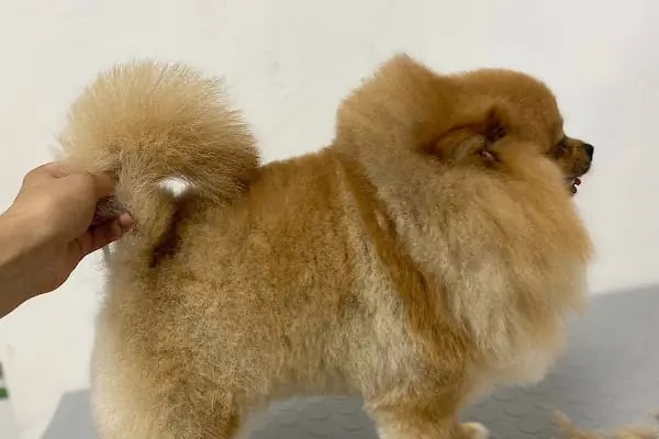 Pet Kuaför | Petibom Kedi Köpek Kuaförü - Resim 4