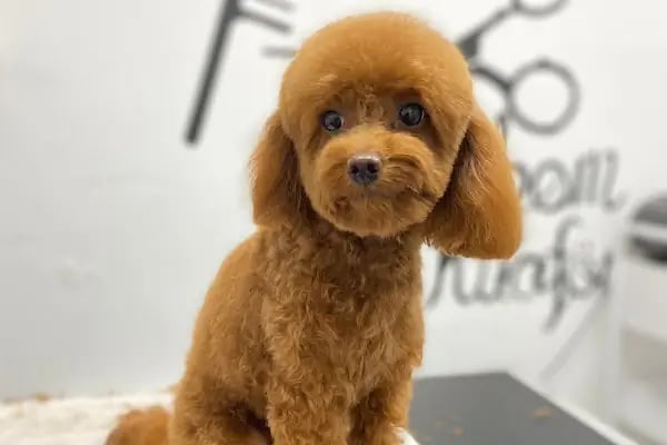 Pet Kuaför | Petibom Kedi Köpek Kuaförü - Resim 2